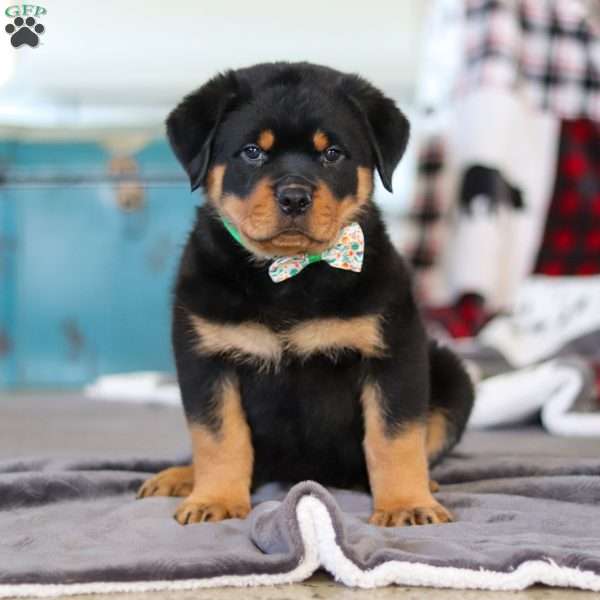 Kobe, Rottweiler Puppy